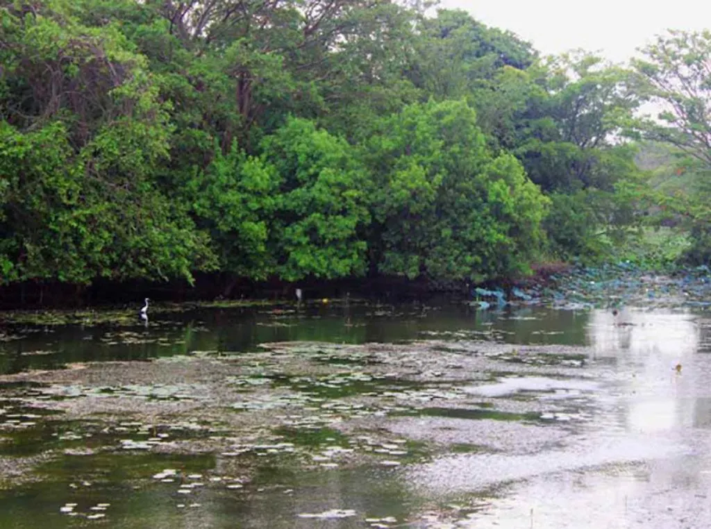 Elephas Resort Sigirîya