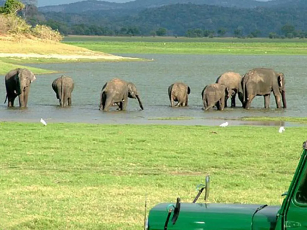 Elephas Resort Sigiriya